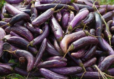 Recipes From Beth S. Goldberg’s Kitchen – Stuffed Eggplant Recipes From Beth S. Goldberg’s Kitchen – Stuffed Eggplant